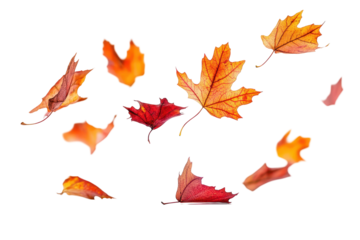 High-quality autumn leaves falling clipart isolated on white background for seasonal creative projects