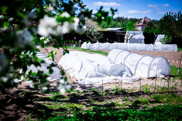 Spring Garden with Row Covers and Polytunnels. Horizontal shot of a home garden featuring row covers and polytunnels safeguarding young, vulnerable plants in the early season.