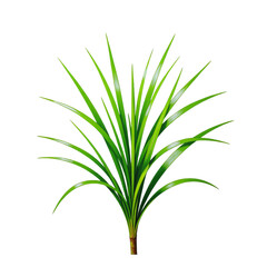 Obraz premium a vibrant green flax plant with long, slender leaves radiates outward from a central brown stem against a plain white background.