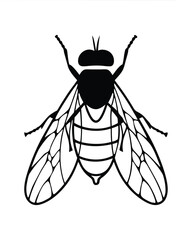 vector illustration of fly on white background