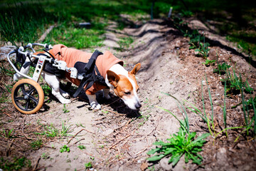 Jack Russell Terrier in Dog Wheelchair in a Garden Setting