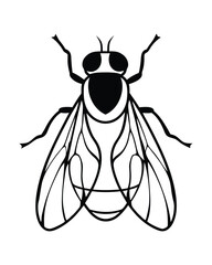  illustration of fly vector