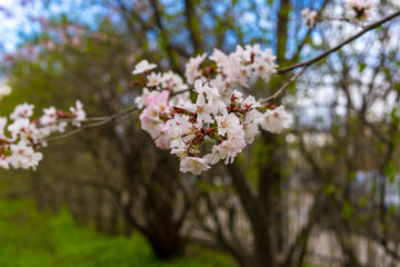 cherry tree blossom