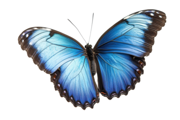 High-quality blue tropical Morpho butterfly image isolated on white background perfect for elegant graphic artwork