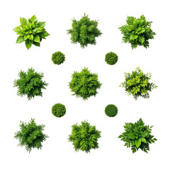 a collection of various green shrub and tree top views arranged on a white background.
