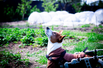 Portrait of Dog in Wheelchair Harness. Vertical close-up features a Jack Russell Terrier in a mobility device, looking attentively upwards.
