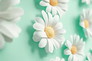 Delicate white daisies in soft mint green background.