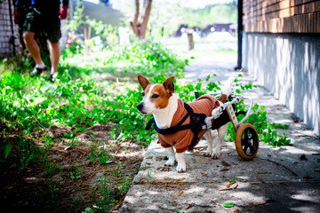 Little Dog with Support Device Outside. This horizontal photograph shows a Jack Russell Terrier with a rear leg disability using a wheelchair, standing on a paved surface in an outdoor setting.