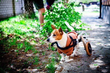 Little Dog with Support Device Outside. This horizontal photograph shows a Jack Russell Terrier with a rear leg disability using a wheelchair, standing on a paved surface in an outdoor setting.