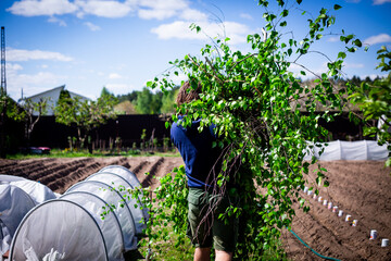 Harvesting Birch Branches in a Garden. Horizontal shot of a person carrying a large bundle of freshly cut birch branches with young green leaves through a garden.