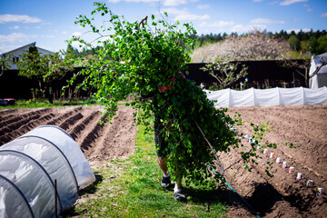 Harvesting Birch Branches in a Garden. Horizontal shot of a person carrying a large bundle of freshly cut birch branches with young green leaves through a garden.