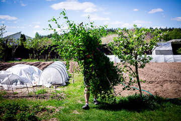 Harvesting Birch Branches in a Garden. Horizontal shot of a person carrying a large bundle of freshly cut birch branches with young green leaves through a garden.