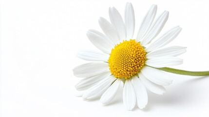 Naklejka premium Beautiful Daisy Flower Isolated on White Background for Professional Designs