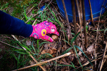 Gardener Finding Snail in Soil. This horizontal close-up captures a gloved hand carefully lifting a garden snail from the earth.