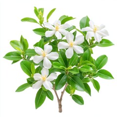 Obraz premium A vibrant, isolated flowe bush with bright white blossoms and lush green leaves is perfectly displayed against a stark white background offe a clean and crisp image ideal