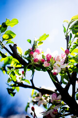 Blossoming Fruit Tree (Malus) in Sunlight