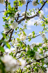 Close-up of White Cherry Blossoms. A close-up of white cherry flowers in full bloom on a branch, with a bright blue sky visible through the blossoms and leaves.