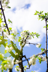 Close-up of White Cherry Blossoms. A close-up of white cherry flowers in full bloom on a branch, with a bright blue sky visible through the blossoms and leaves.