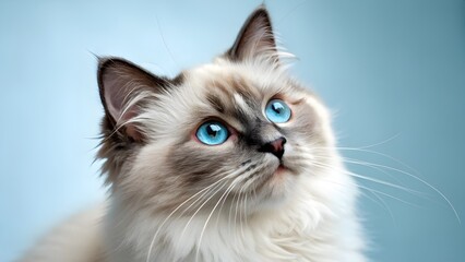 A beautiful cat and his beautiful eyes