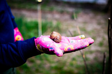 Gardener Holding a Snail. Horizontal close-up of a hand wearing a pink floral gardening glove, holding a large snail in its palm.