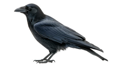 Black Crow Isolated on White Background – Detailed High-Resolution Image of a Raven, Perfect for Nature, Wildlife, and Bird Studies