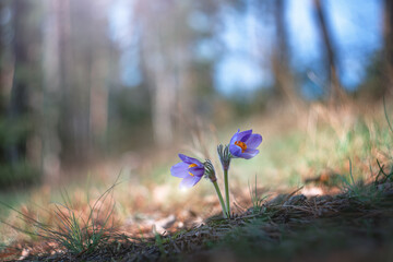 Two delicate Pulsatilla patens flowers breaking through last year's foliage in a bright spring forest. Spring renewal. Muted tones create an atmosphere of calm and tranquility.