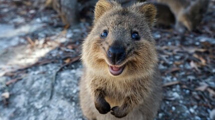 Fototapeta premium Quokka Close-Up: Smiling Marsupial Portrait