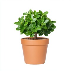A vibrant, small potted bush with lush green foliage sits isolated on a pure white background, perfect for design projects needing a touch of natural greenery.