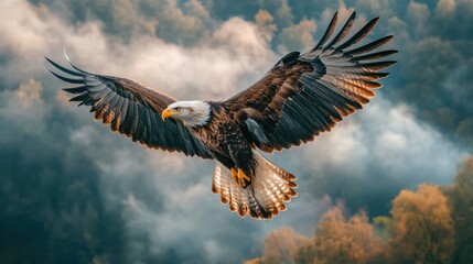 Fototapeta premium Majestic Bald Eagle Flying High in the Sky with Outstretched Wings Over a Forested Landscape Du Daylight in a Nature Conservation Scene