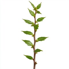 Fototapeta premium A detailed close-up shot reveals a single, isolated thorny wild bush sprig with vibrant green leaves and buds against a stark white background, showcasing its intricate texture and
