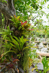 Bromeliad Neoregelia Passion Pink in the garden