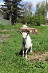 Obraz premium Cute little goat on a farm, grazing in the grass on the lawn