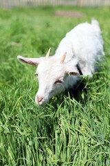 Obraz premium little goat eating grass on the lawn. Close-up of the head