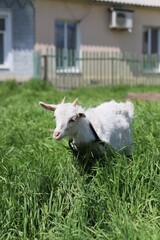 little goat grazing in the grass against the backdrop of a farm