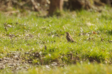 Thrush in the meadow, thrush between blades of grass on a sunny day, song thrush looking for food, Turdidae in the sunlight