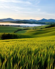 Obraz premium Serene morning mist gently rolls across lush green fields and rolling hills creating a picturesque landscape at sunrise, painting a breathtaking view of nature's tranquility.