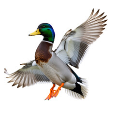 Obraz premium a male mallard duck with wings spread mid-flight against a plain white background.