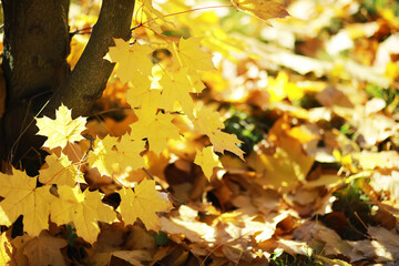 Golden Autumn Leaves on Tree Branch in Sunlight with Fallen Foliage Background