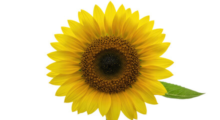 Fototapeta premium Bright Yellow Sunflower Bloom Isolated White Background Sharp Focus Vibrant Studio Quality Floral Head