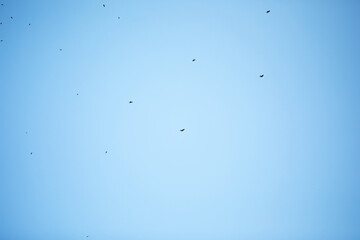 Birds Flying in a Clear Blue Sky - Minimalist Nature Scene with Black Birds in Motion