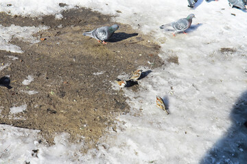 Pigeons and Sparrows Foraging on Snowy Ground During Wintertime