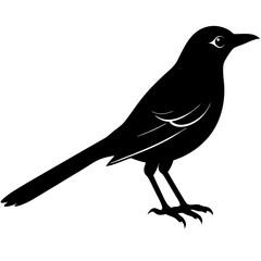 Mockingbird Silhouette vector illustration