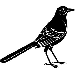 Mockingbird Silhouette vector illustration