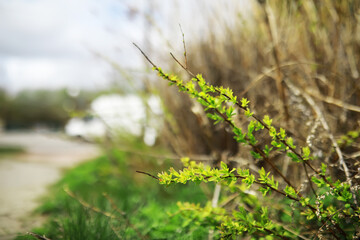 Young Green Leaves on Branch with Blurred Background in Early Spring Nature