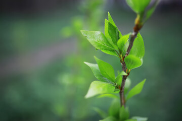 Close-Up of Fresh Green Leaves on a Branch with Blurred Background