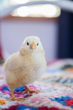 Yellow fluffy spring chicken on a crochet blanket