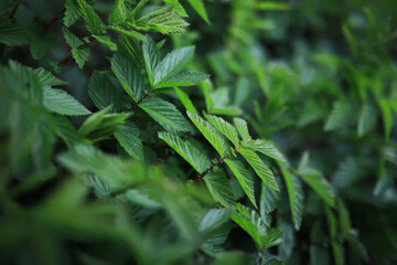 Close-Up of Lush Green Foliage with Detailed Leaves in Natural Outdoor Setting