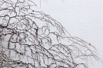 Leafless creeper against white brick wall