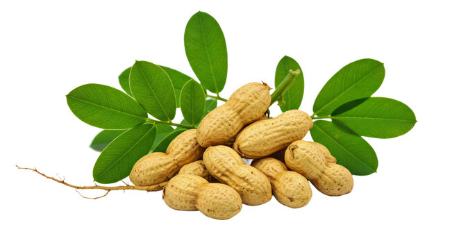 Groundnut Plant" Images  Browse 143 Stock Photos, Vectors, and Video |  Adobe Stock