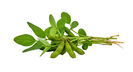 Soyabean Plant Bunch Pods Leaves Roots Isolated White Background Vibrant Green Clean Realistic Studio © Mobiles